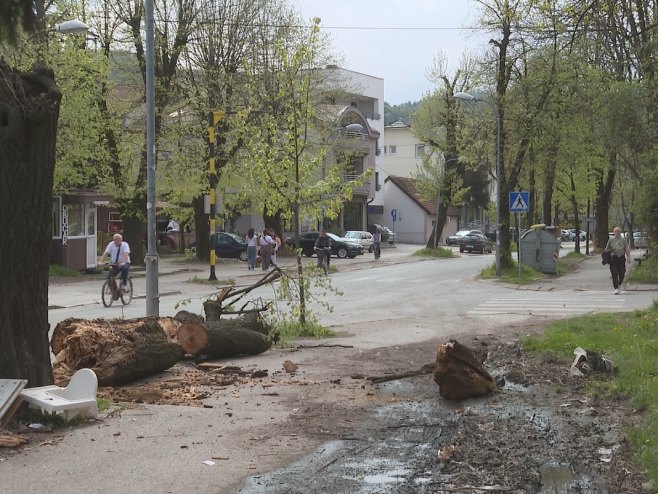 Veliko stablo palo na ulicu u Banjaluci