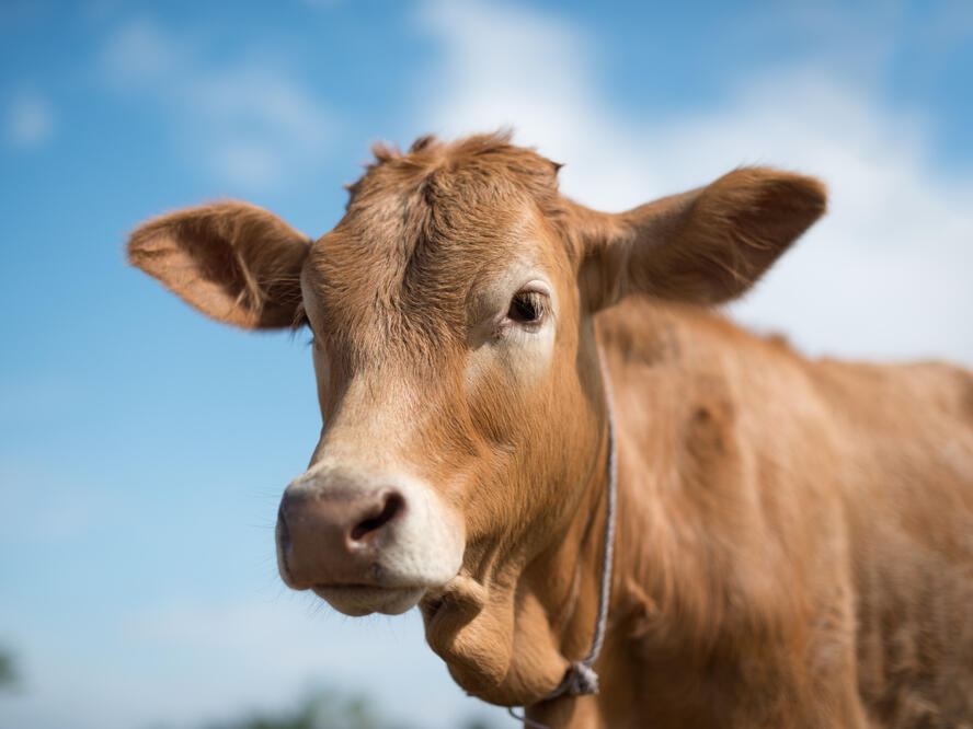 Veterinar im došao izliječiti bolesnu kravu, oni ga napali vilama: "Probodi ga"