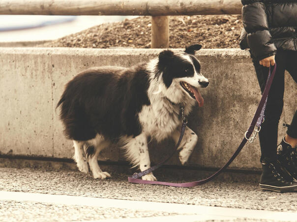 Veterinarka odgovara: Da li hraniti psa prije ili poslije šetnje?