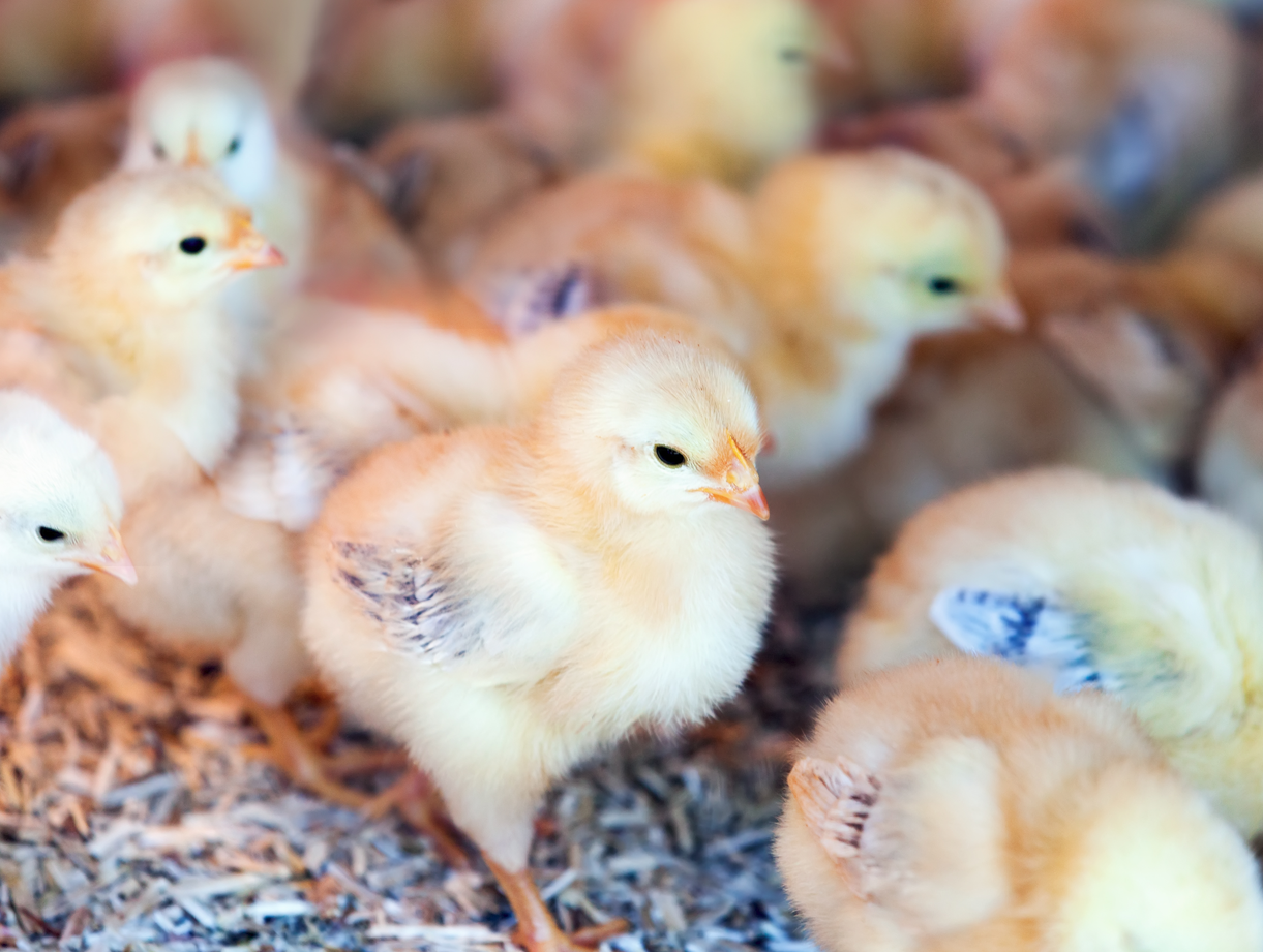 Veterinarska inspekcija provodi mjere na zaštiti peradarskih objekata u TK