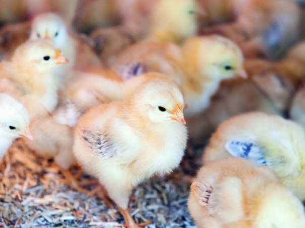 Veterinarska inspekcija provodi mjere na zaštiti peradarskih objekata u TK