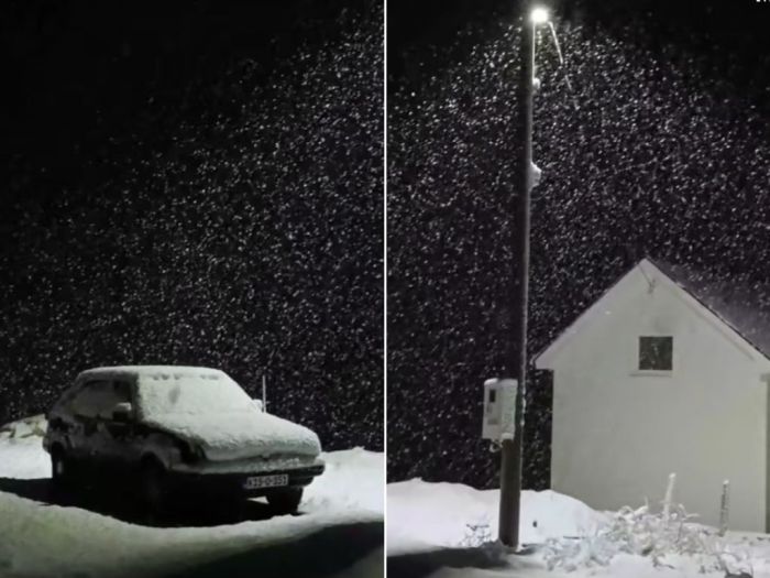 Video: Čemerno u zimskom ambijentu, prekriveno je snijegom