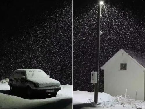 Video: Čemerno u zimskom ambijentu, prekriveno je snijegom