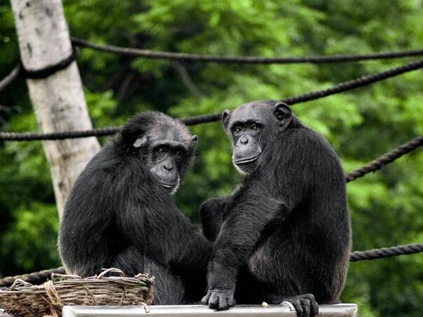 Video: Čimpanze poput ljudi uživaju u alkoholu