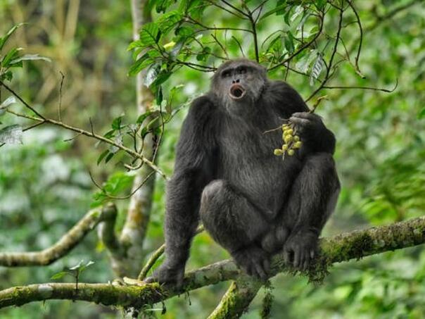 Video: Dokaz da čimpanze vole alkohol?