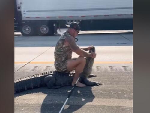 Video: Hrabri Amerikanac se hrvao sa aligatorom na autoputu