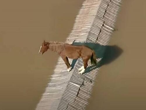 Video: Konj zaglavio na krovu potopljene kuće u Brazilu