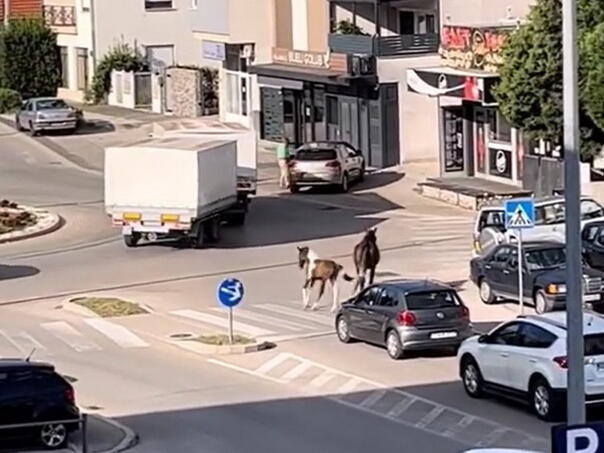 Video: Konji prošetali Mostarom