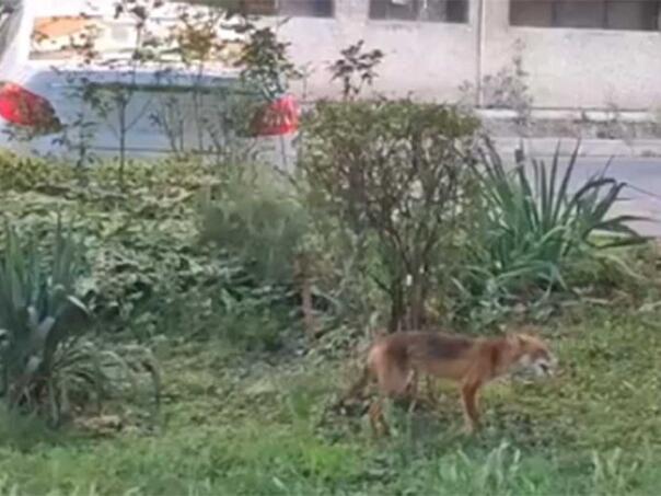 Video: Lisica snimljena u centru Banja Luke
