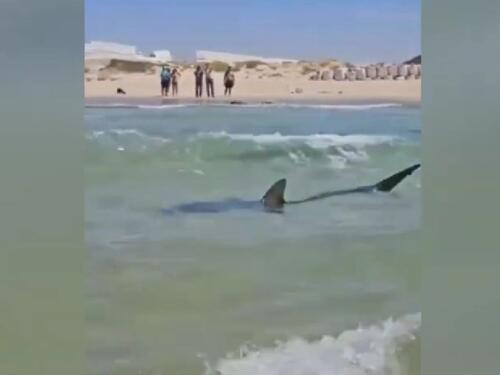 VIDEO / Muškarac u Izraelu nestao nakon napada morskog psa