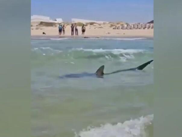 VIDEO / Muškarac u Izraelu nestao nakon napada morskog psa