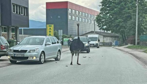 Video: Noj prošetao ulicama jednog bh. grada