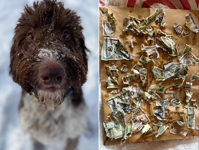 Video: Pas pojeo četiri hiljade dolara