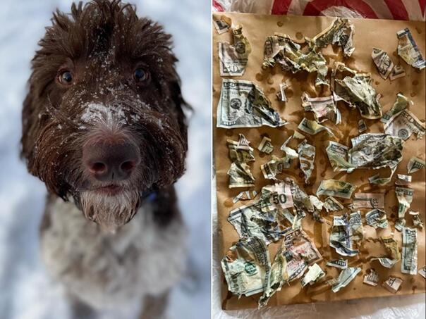 Video: Pas pojeo četiri hiljade dolara