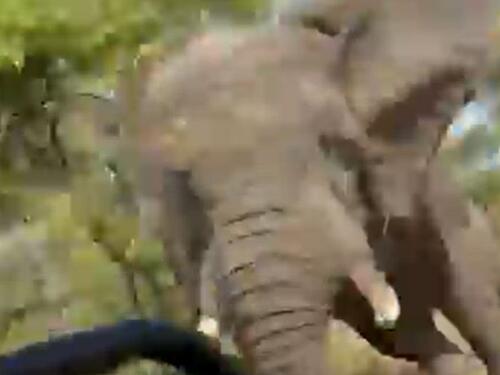 Video: Slon ubio ženu na safariju u Africi