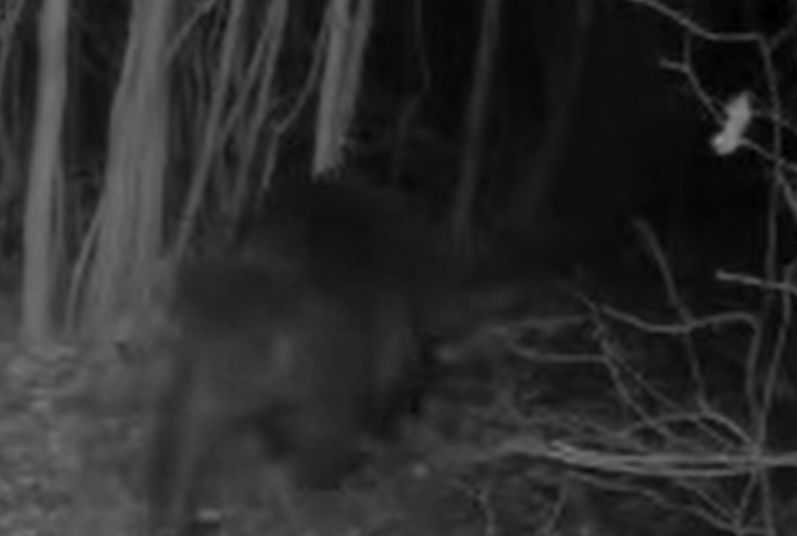 Video: Snimljen medvjed na poznatom izletištu u BiH