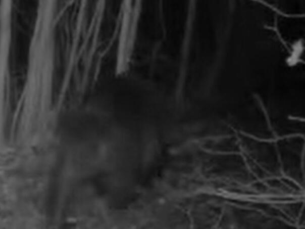 Video: Snimljen medvjed na poznatom izletištu u BiH