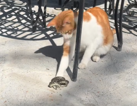 Video: Snimljen neobičan susret u Hercegovini