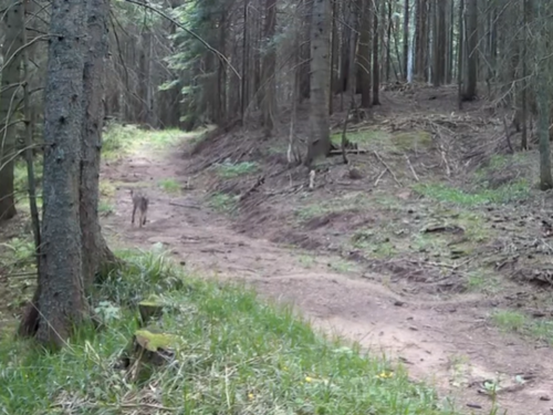 Video: Vuk snimljen na području Skakavca kod Sarajeva