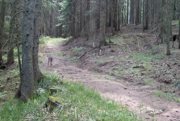 Video: Vuk snimljen na području Skakavca kod Sarajeva