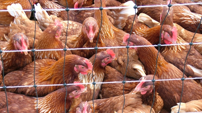 Vijetnam usmrtio 100.000 peradi zbog širenja ptičije gripe