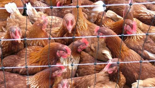 Vijetnam usmrtio 100.000 peradi zbog širenja ptičije gripe