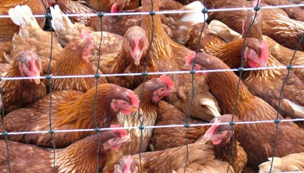 Vijetnam usmrtio 100.000 peradi zbog širenja ptičije gripe