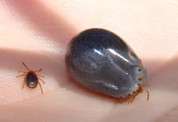 Vinkovci: Hiljade krpelja preplavilo porodičnu kuću i dvorište, veterinari u šoku