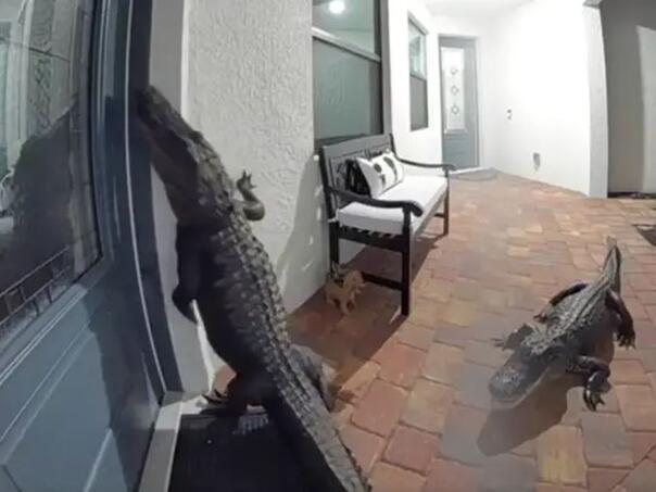 Viralni video: Aligatori u Americi pokušali da uđu u kuću pa zvonili na vrata