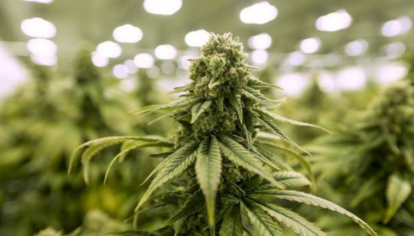 Virginia legalizovala marihuanu