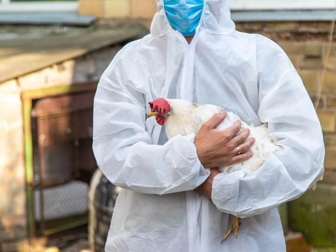 Virus ptičje gripe uzrokovao prvu smrt: Zaraženi preminuo u Vašingtonu