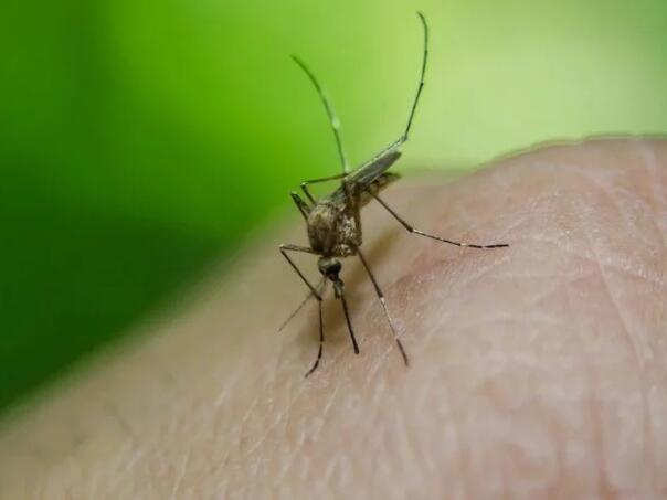 Virus Zapadnog Nila ne jenjava: U Sjevernoj Makedoniji zabilježeno 56 slučajeva