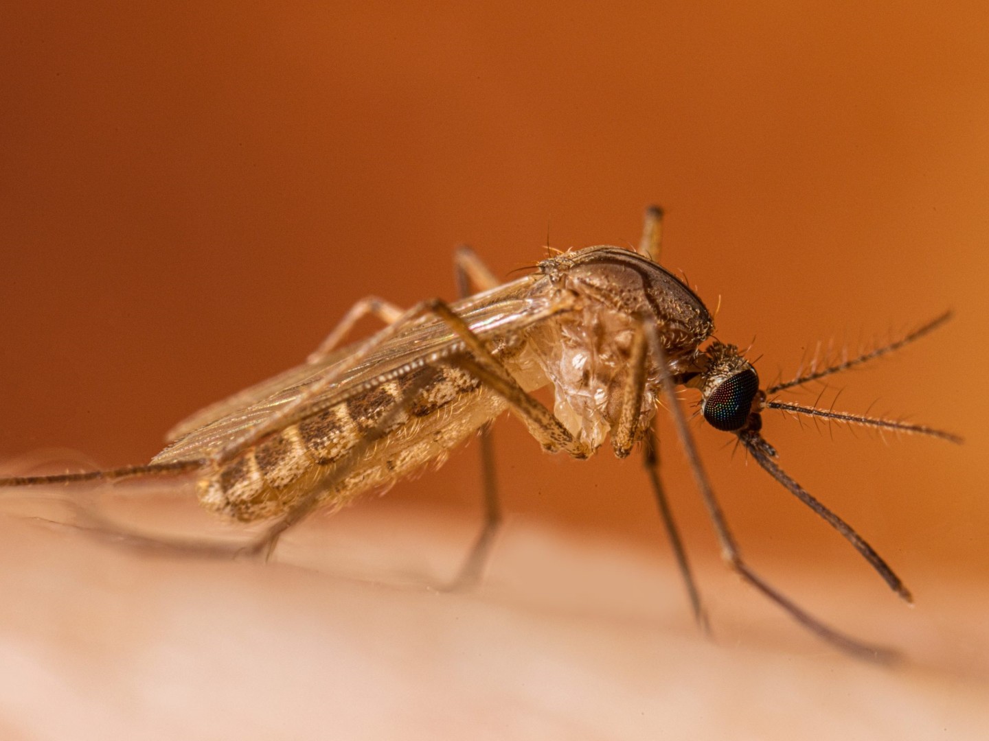 Virus Zapadnog Nila širi se Grčkom, broj slučajeva višestruko porastao