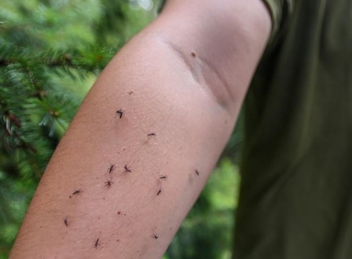 Virus Zapadnog Nila stigao u još jednu zemlju regije: Potvrđen prvi slučaj
