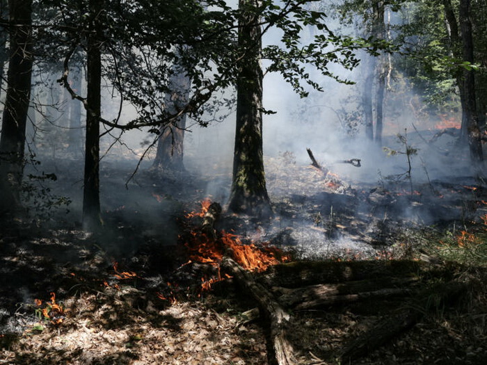 Više od 1.900 hektara šume Fontainebleau uništeno u požarima