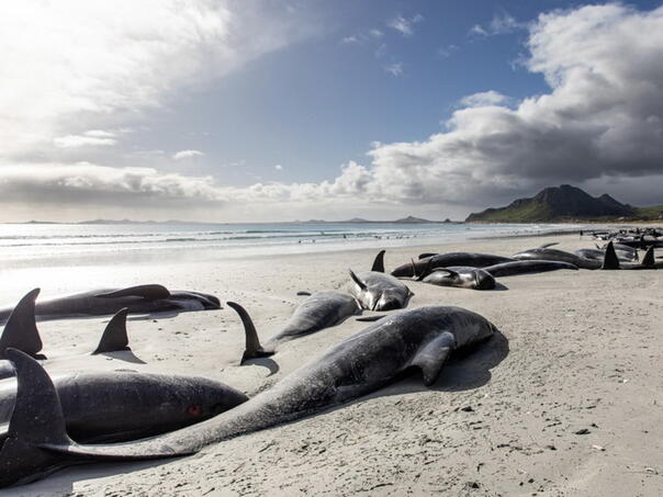 Više od 20 kitova uginulo nakon što su se nasukli na Novom Zelandu