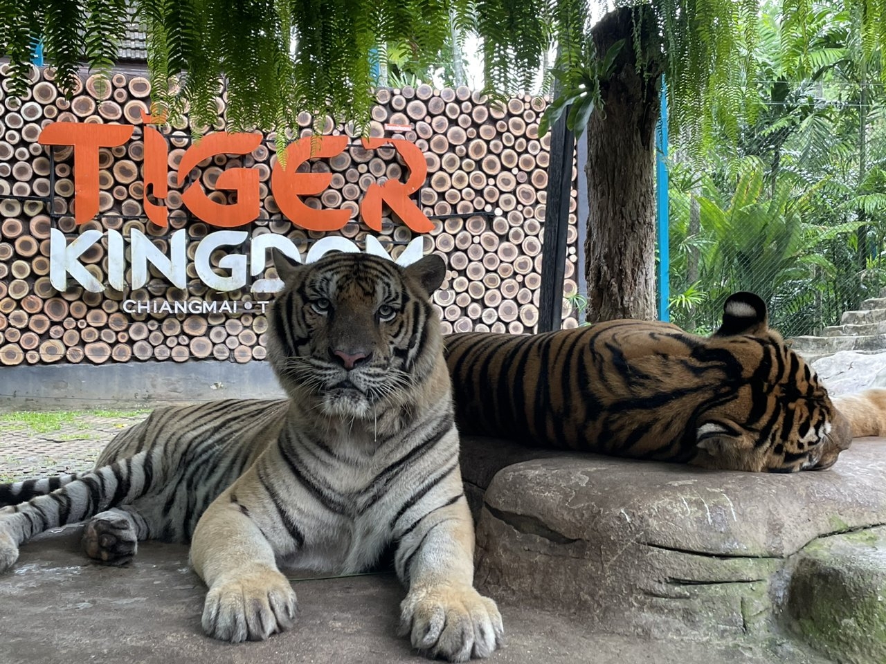 Više od 70 tigrova misteriozno uginulo u parku na sjeveru Tajlanda