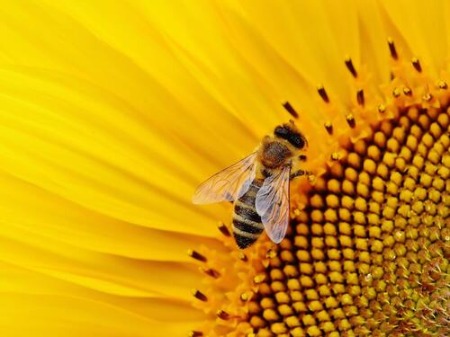 Više od milion potpisa na peticiji u Francuskoj protiv povratka pesticida poznatog kao "ubica pčela"