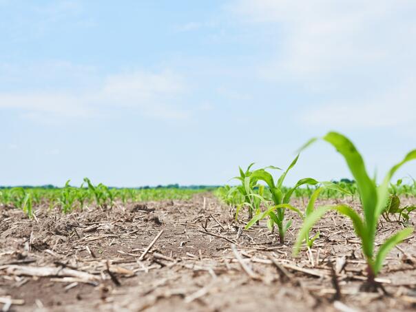 Vlada Posavskog kantona proglasila stanje prirodne nesreće zbog suše