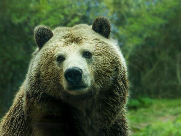Vlasenica: Lovac završio u bolnici nakon što ga je napao medvjed