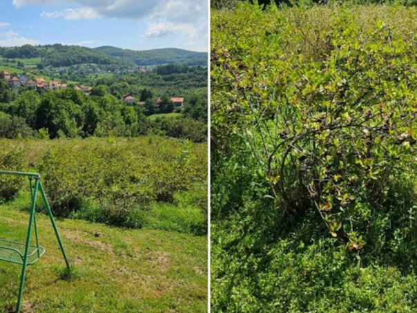 Vlasnik plantaže u BiH nudi besplatnu aroniju: "Nek narod dođe i bere"