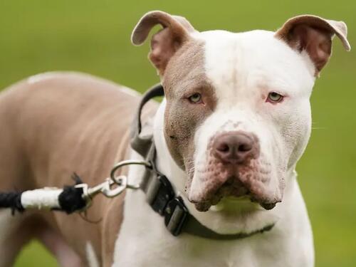 Vlasnik XL Bullyja osuđen na 12 godina nakon smrtonosnog napada u Engleskoj