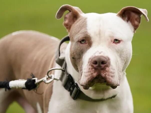 Vlasnik XL Bullyja osuđen na 12 godina nakon smrtonosnog napada u Engleskoj