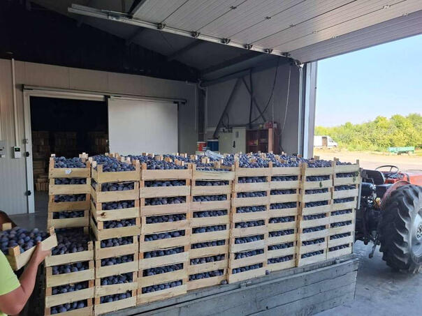 Voćari u najtežoj godini do sada: Šljiva rodila, ali zarade nema