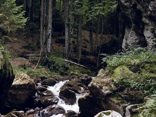 Vodeći u Evropi: Šume u BiH pod pritiskom klimatskih promjena