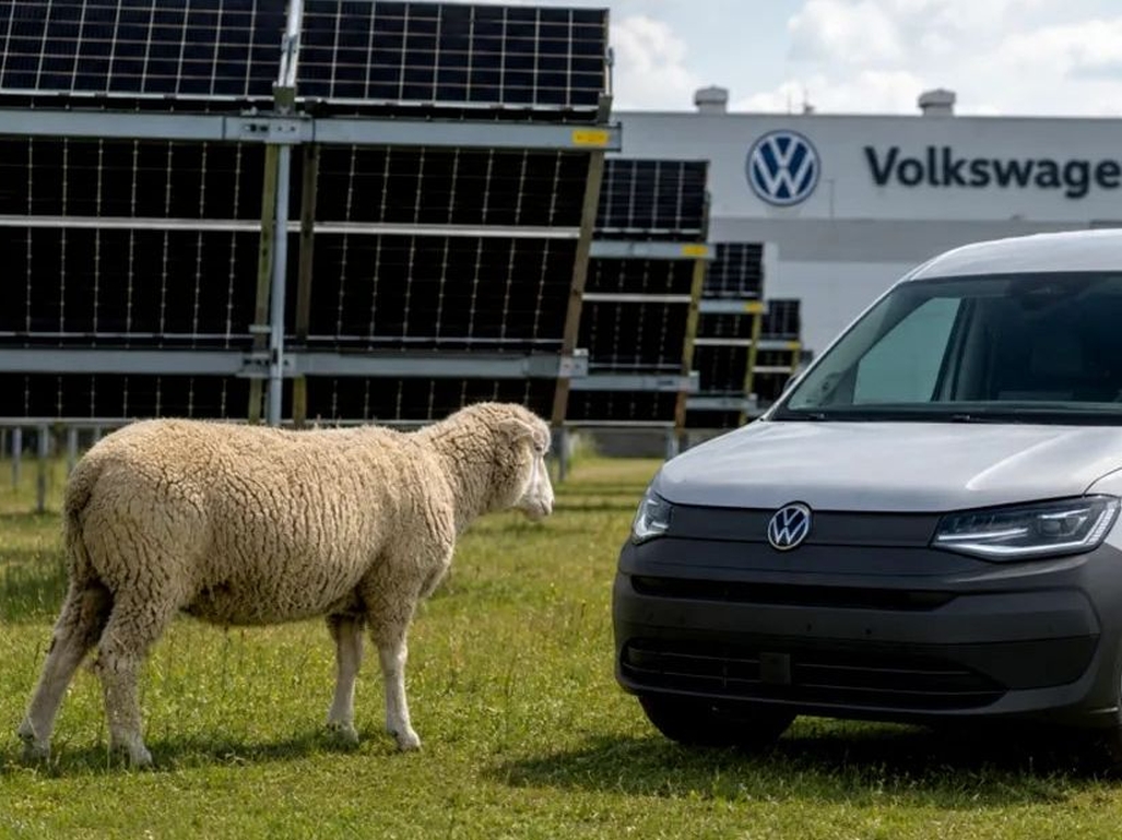 Volkswagen umjesto kosilica angažovao 100 ovaca