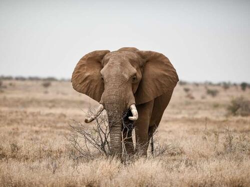 Voz naletio na krdo slonova u Indiji, uginulo ih sedam