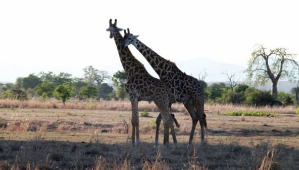 Vozači ubili skoro 600 divljih životinja u sjevernoj Tanzaniji u prošloj godini