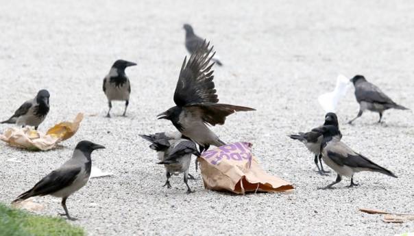 Vrane u Zagrebu napale i teško ozlijedile više žena