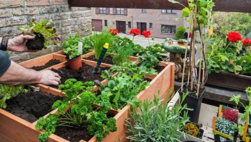 Vrijeme je da u kulturu življenja uvedemo uzgoj povrća u vlastitoj bašti